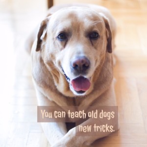 you can teach old dogs new tricks