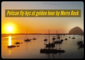 pelican fly bys golden hour morro rock